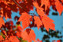 red tree leaves